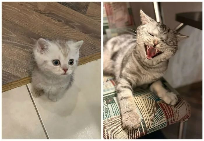 This Community Shares Cats As Kittens And Adults, And The Transformations Are Delightful (25 New Pics)