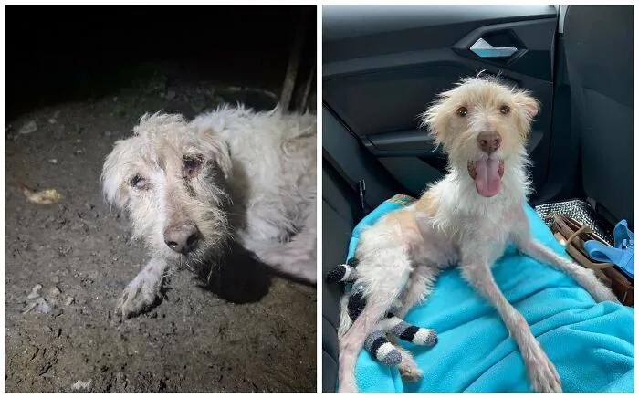 25 Remarkable Dog Rescue Transformations Shared By NIRA That Show The Power Of A Second Chance