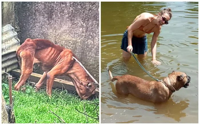 25 Remarkable Dog Rescue Transformations Shared By NIRA That Show The Power Of A Second Chance