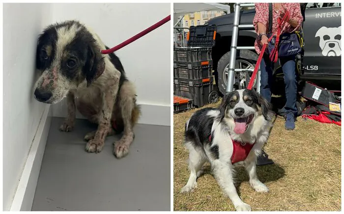 25 Remarkable Dog Rescue Transformations Shared By NIRA That Show The Power Of A Second Chance