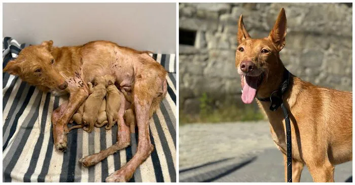 25 Remarkable Dog Rescue Transformations Shared By NIRA That Show The Power Of A Second Chance