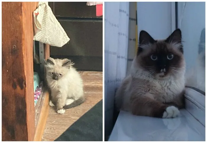 This Community Shares Cats As Kittens And Adults, And The Transformations Are Delightful (25 New Pics)