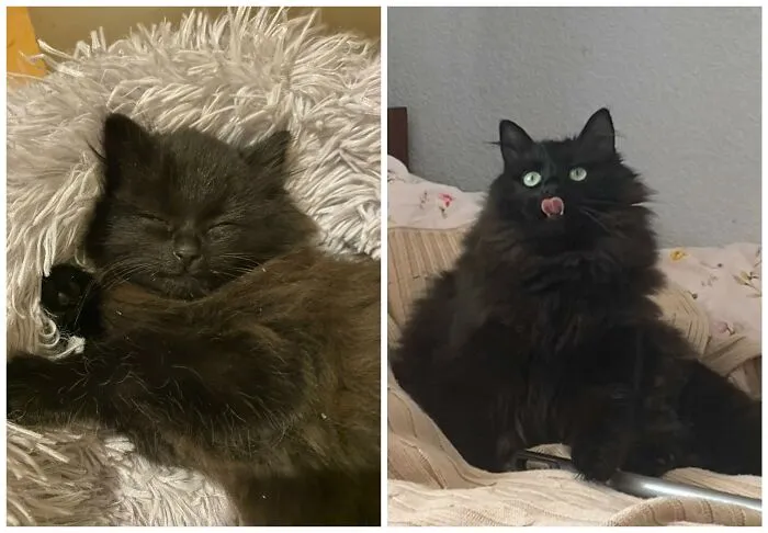 This Community Shares Cats As Kittens And Adults, And The Transformations Are Delightful (25 New Pics)
