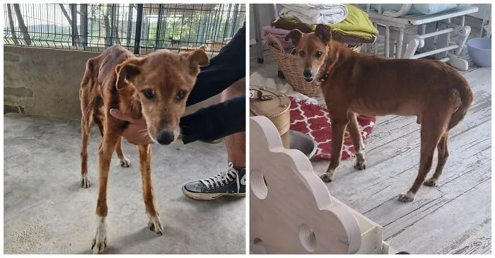 25 Remarkable Dog Rescue Transformations Shared By NIRA That Show The Power Of A Second Chance