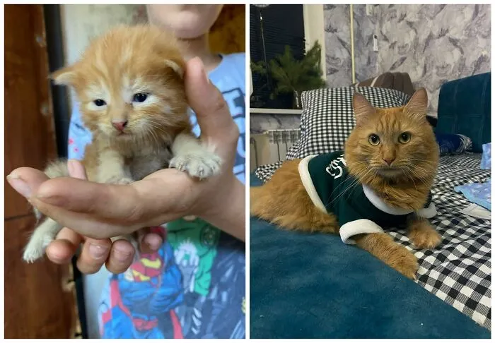 This Community Shares Cats As Kittens And Adults, And The Transformations Are Delightful (25 New Pics)
