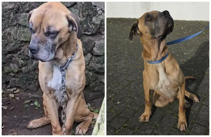 25 Remarkable Dog Rescue Transformations Shared By NIRA That Show The Power Of A Second Chance