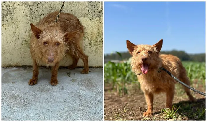 25 Remarkable Dog Rescue Transformations Shared By NIRA That Show The Power Of A Second Chance