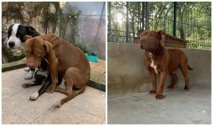 25 Remarkable Dog Rescue Transformations Shared By NIRA That Show The Power Of A Second Chance