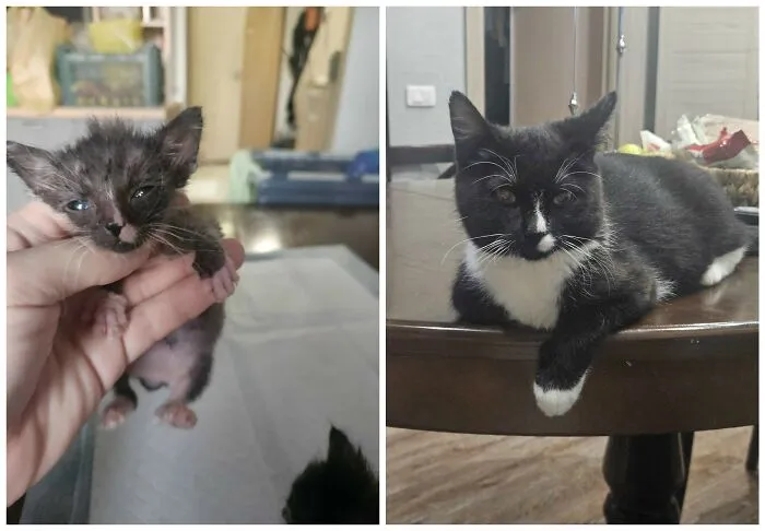 This Community Shares Cats As Kittens And Adults, And The Transformations Are Delightful (25 New Pics)