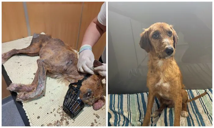 25 Remarkable Dog Rescue Transformations Shared By NIRA That Show The Power Of A Second Chance
