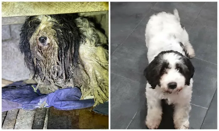 25 Remarkable Dog Rescue Transformations Shared By NIRA That Show The Power Of A Second Chance