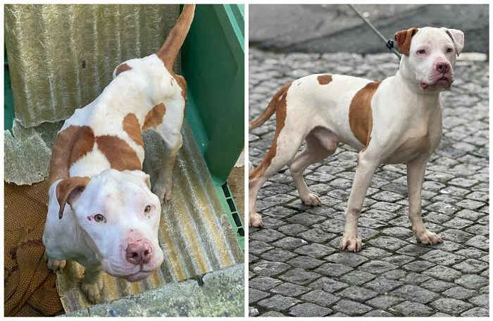 25 Remarkable Dog Rescue Transformations Shared By NIRA That Show The Power Of A Second Chance