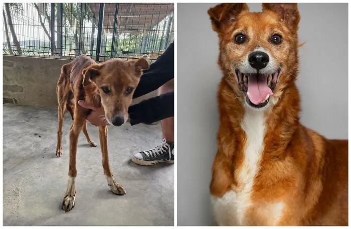 25 Remarkable Dog Rescue Transformations Shared By NIRA That Show The Power Of A Second Chance