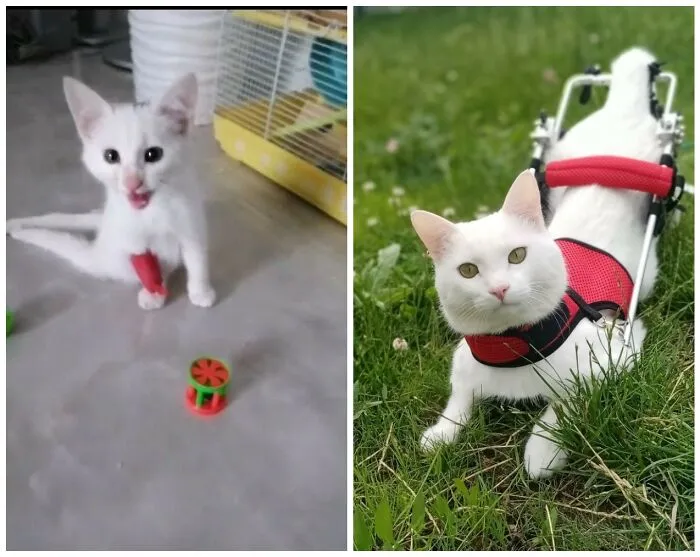 This Community Shares Cats As Kittens And Adults, And The Transformations Are Delightful (25 New Pics)