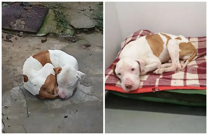 25 Remarkable Dog Rescue Transformations Shared By NIRA That Show The Power Of A Second Chance