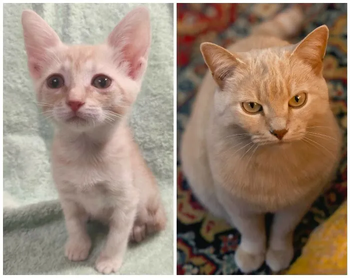This Community Shares Cats As Kittens And Adults, And The Transformations Are Delightful (25 New Pics)