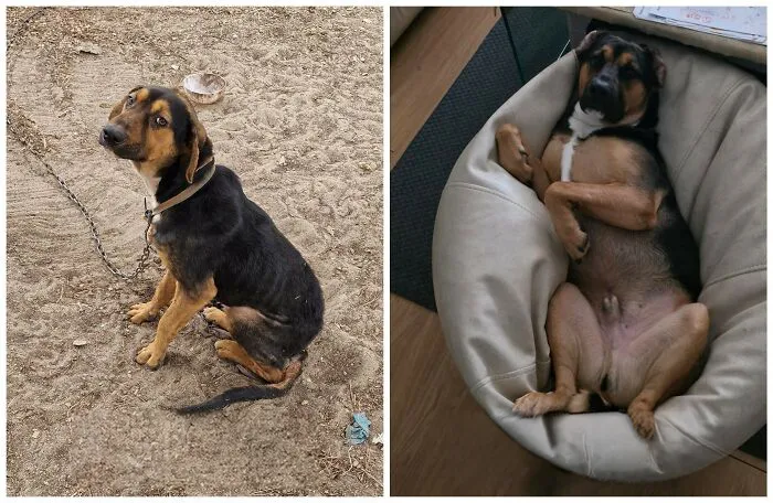 25 Remarkable Dog Rescue Transformations Shared By NIRA That Show The Power Of A Second Chance