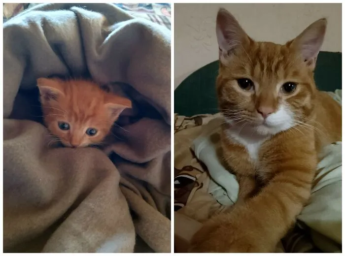 This Community Shares Cats As Kittens And Adults, And The Transformations Are Delightful (25 New Pics)