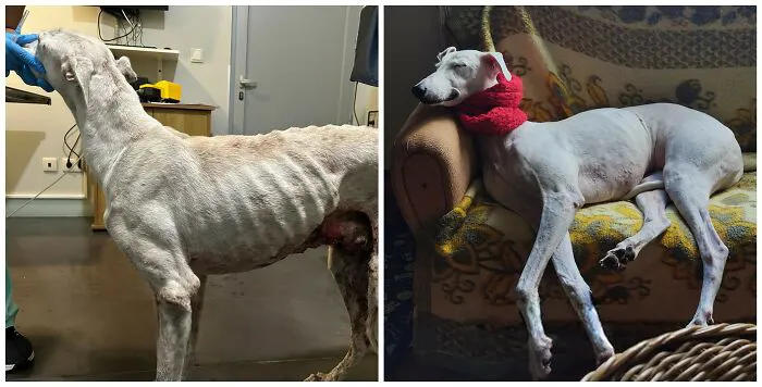 25 Remarkable Dog Rescue Transformations Shared By NIRA That Show The Power Of A Second Chance