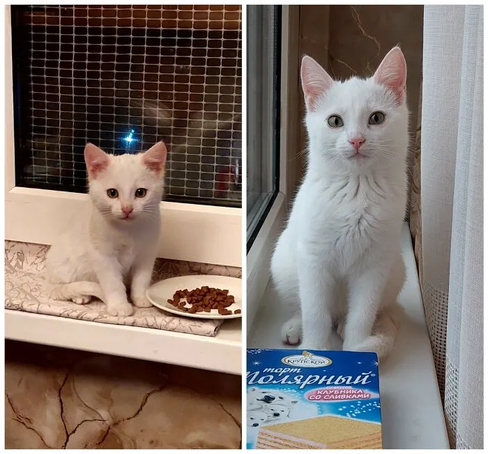 This Community Shares Cats As Kittens And Adults, And The Transformations Are Delightful (25 New Pics)