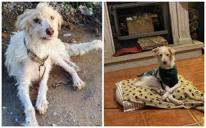 25 Remarkable Dog Rescue Transformations Shared By NIRA That Show The Power Of A Second Chance