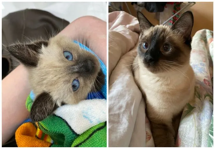 This Community Shares Cats As Kittens And Adults, And The Transformations Are Delightful (25 New Pics)