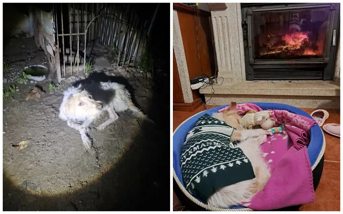 25 Remarkable Dog Rescue Transformations Shared By NIRA That Show The Power Of A Second Chance