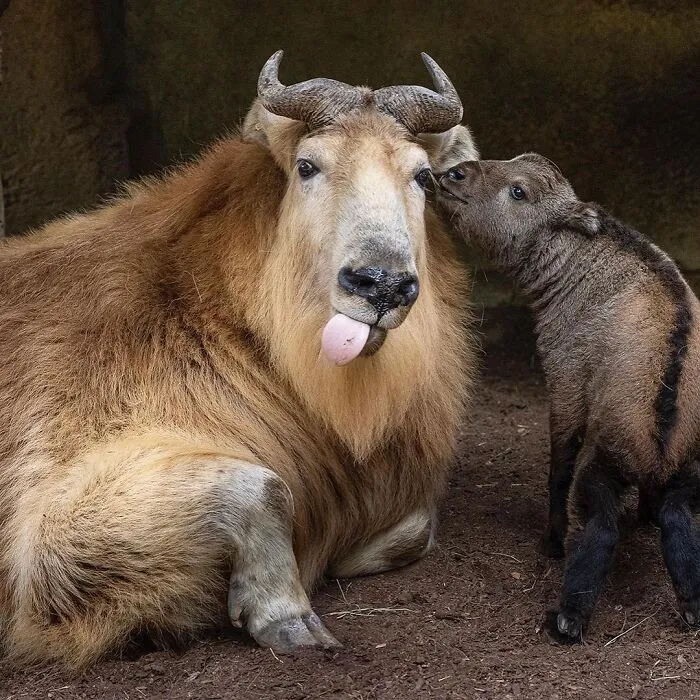 Takin baby nuzzling mom with tongue out in tender bonding