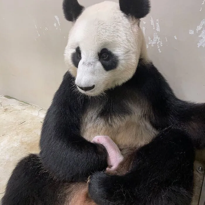 Giant panda cradling its newborn cub indoors