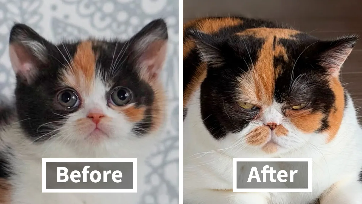 This Community Shares Cats As Kittens And Adults, And The Transformations Are Delightful (25 New Pics)