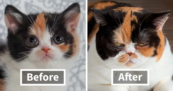 This Community Shares Cats As Kittens And Adults, And The Transformations Are Delightful (25 New Pics)