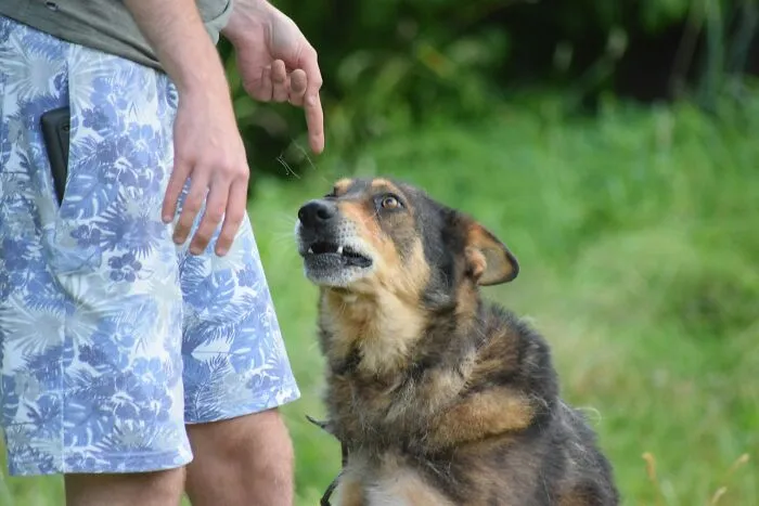 Scolding A Dog Long After The Behavior Happened