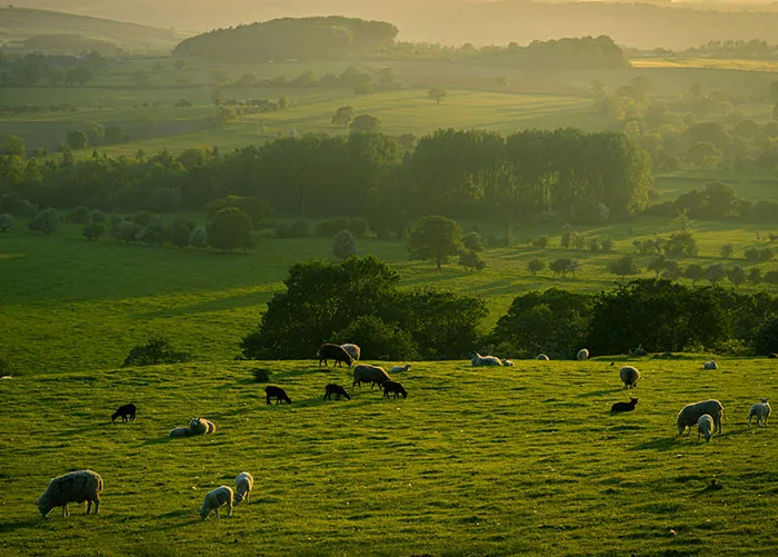 Scenic countryside with grazing sheep illustrating cool facts