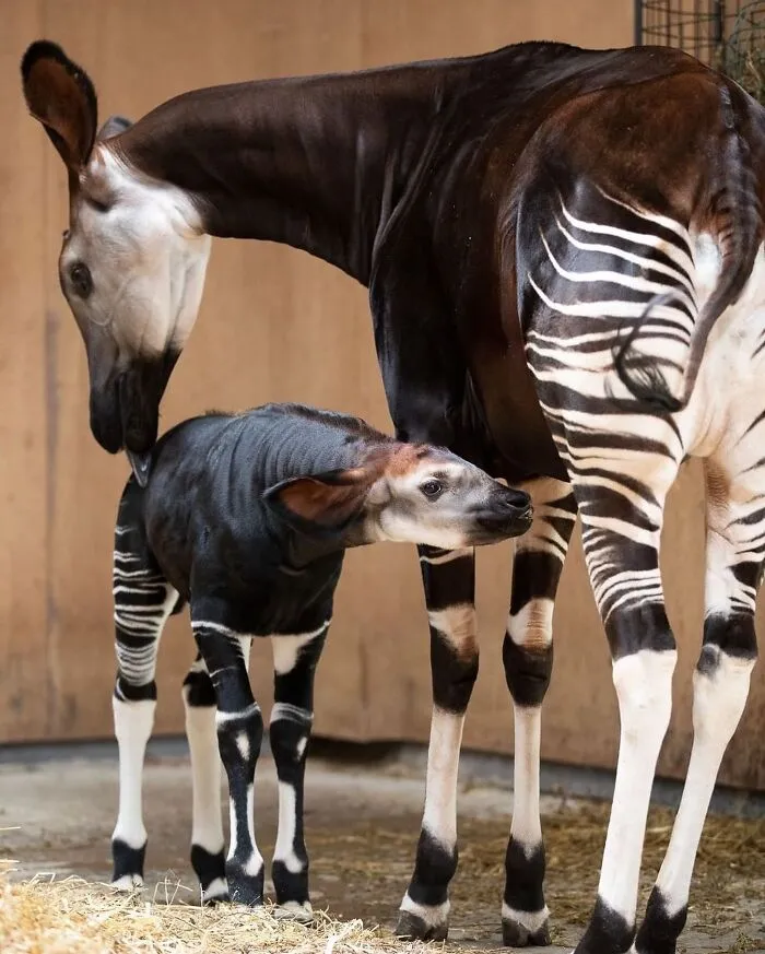 This Page Shared 65 Irresistible Pics Of Baby Animals And Their Moms