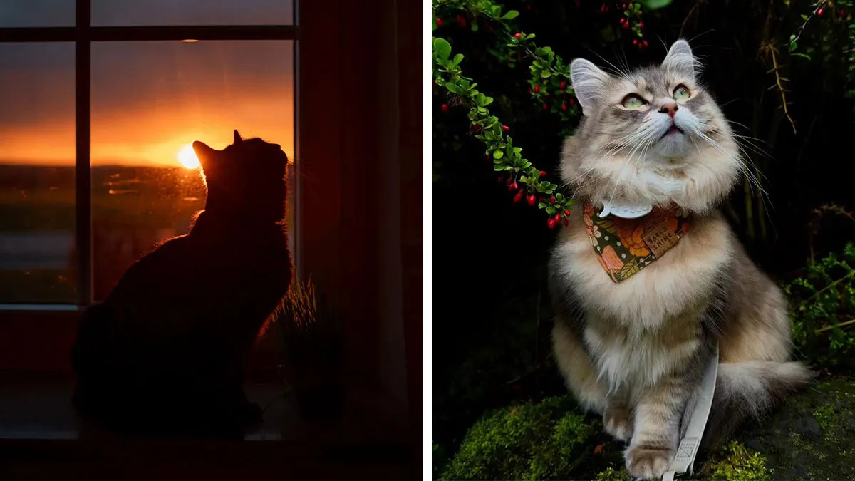 This Page Shares Cat Photos That Prove They’re Not Just Cute, But Truly Majestic (41 Pics)