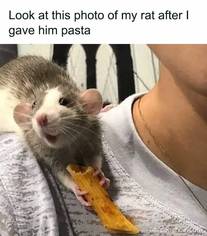 77 Pure And Funny Animal Memes To Calm Your Brain (New Pics)