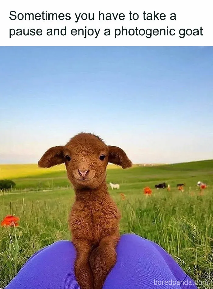 77 Pure And Funny Animal Memes To Calm Your Brain (New Pics)