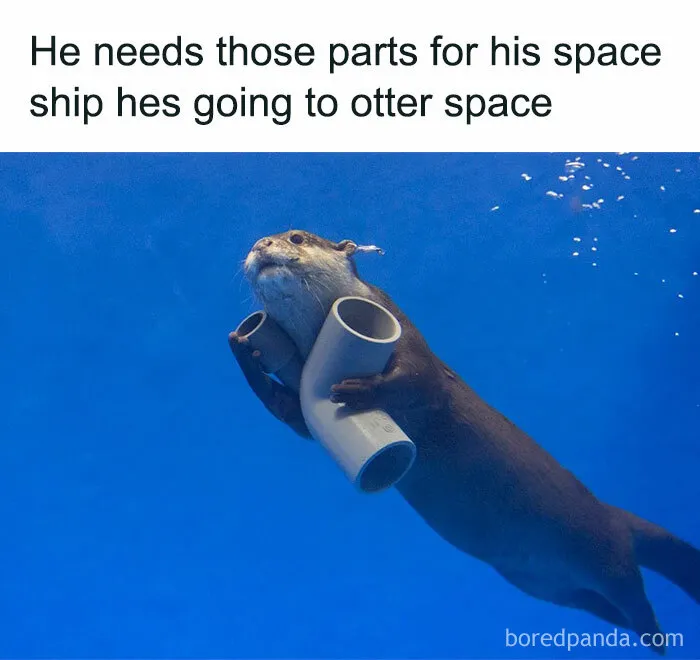 77 Pure And Funny Animal Memes To Calm Your Brain (New Pics)