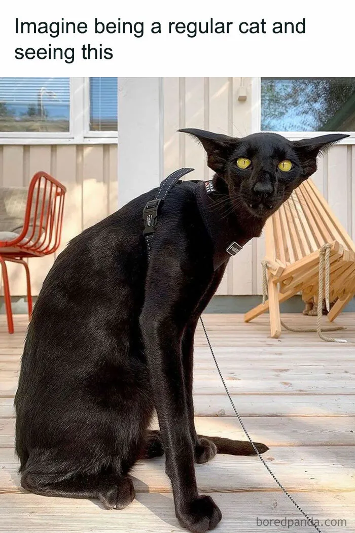 89 Random Images That Make Absolutely No Sense And Are Weird As Hell