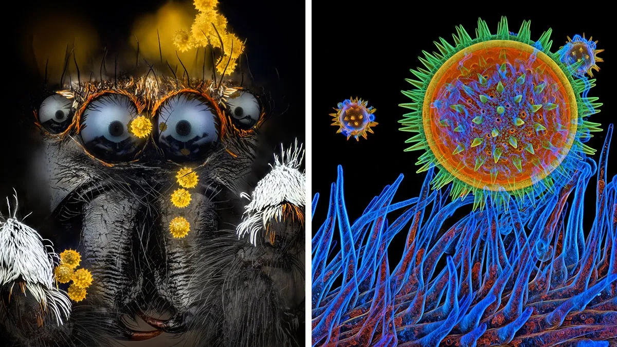 17 Fascinating Microscope Photos From Evident’s 2025 Image Of The Year Award