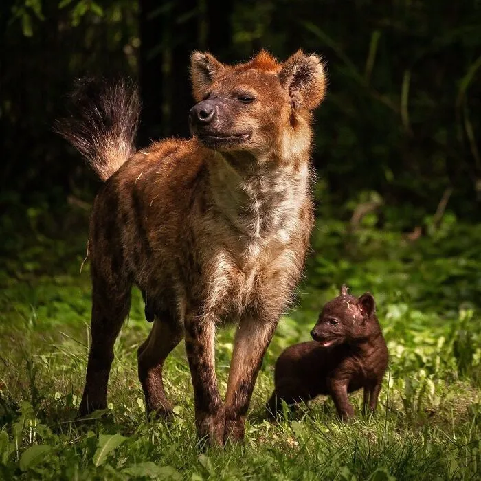 Mother hyena with her baby in grassy forest setting baby animals
