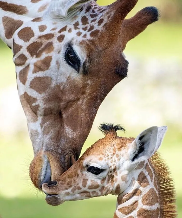 Closeup of baby giraffe touching noses with mother giraffe