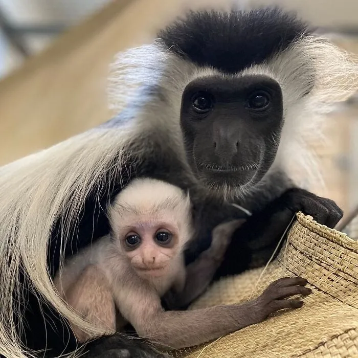 Baby monkey snuggling with mom monkey with black and white fur