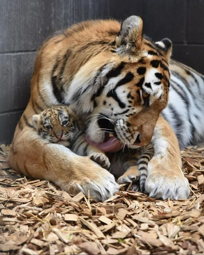 This Page Shared 65 Irresistible Pics Of Baby Animals And Their Moms