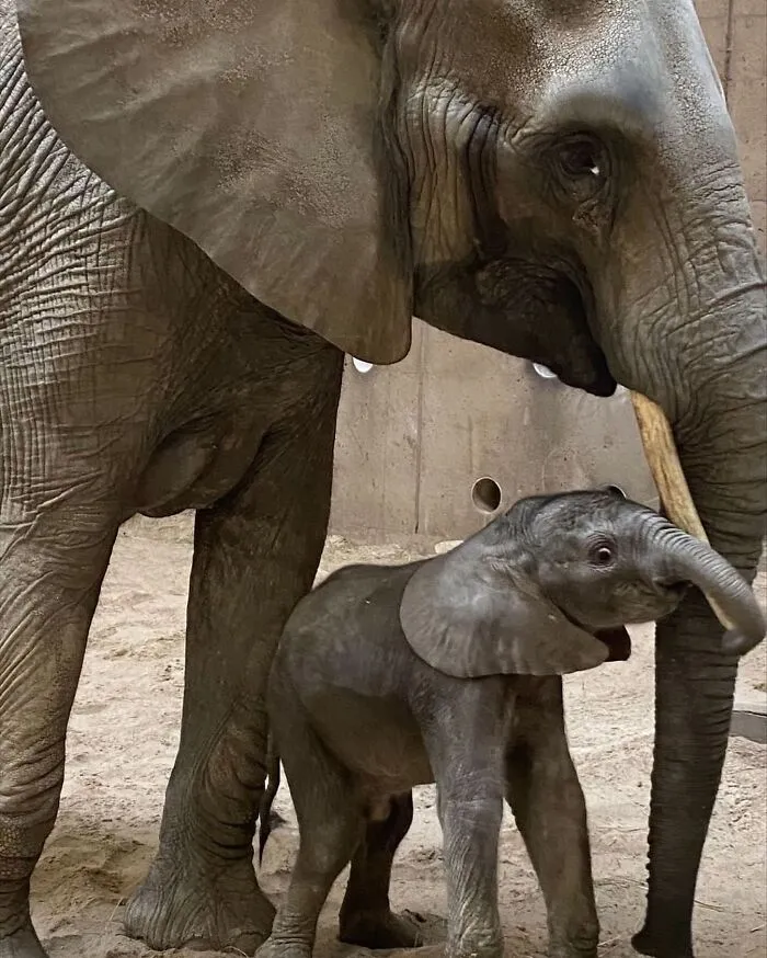Baby elephant standing next to large mom elephant indoors