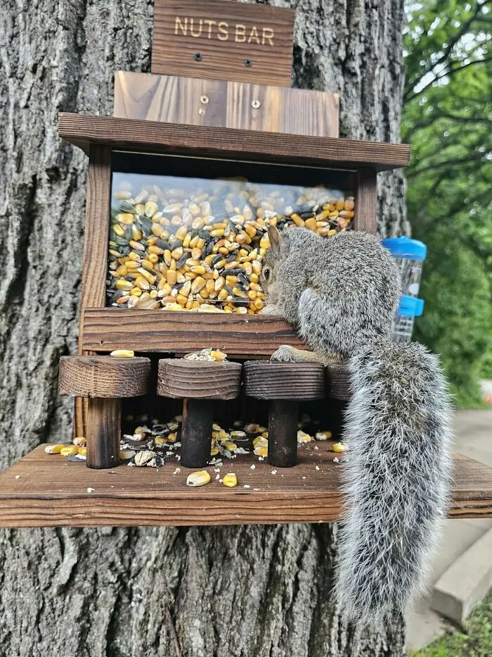 Hanging A <a Style="Display:inline;" Href="Https://Www.amazon.com/Dazuiniao-Squirrel-Feeders-Outside-Chipmunk/Dp/B0cx53dlyl?ie=utf8&linkcode=ll2&tag=bpdeer-20&linkid=e577efd32c75473b366c663ef3c5cc2c&language=en_us&ref_=as_li_ss_tl" Target="_blank">  <span Style="Font: Inherit; Color: #d74b1f;"> Squirrel Feeder Nut Bar </Span> In The Backyard Gives Dad A Reason To Look Out The Window And An Ongoing Wildlife Situation To Narrate To Anyone Willing To Listen