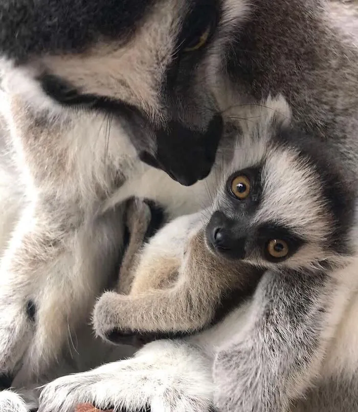 Baby lemur cuddling close to mom lemur with loving gaze