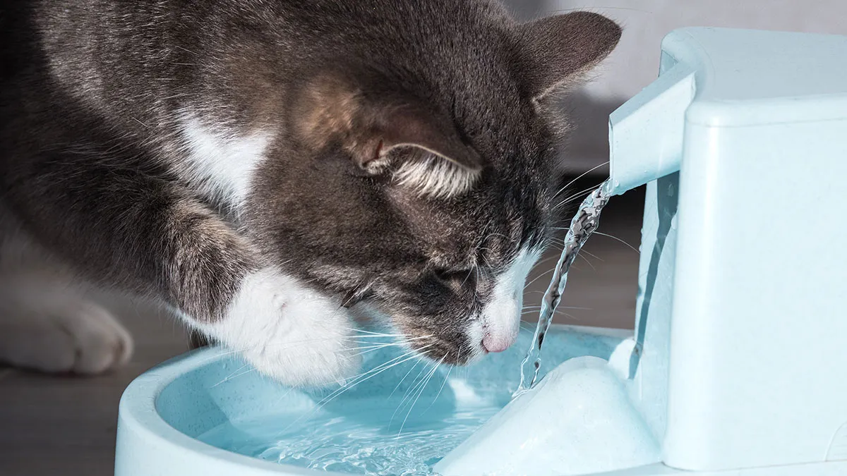 Blind Kitten Keeps Splashing The Water Bowl, Owner Finally Understands The Scary Reason Behind It