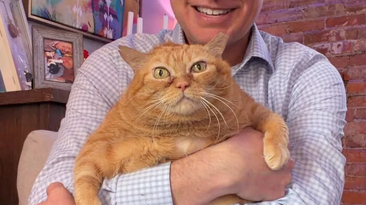 Thousands Followed Pumpkin's Weight-Loss Journey, Now The Viral Rescue Cat Has A Forever Home