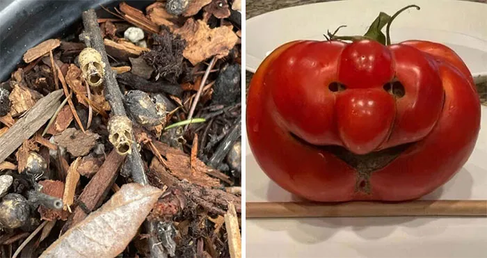 56 Funny And Mildly Creepy Cases Of Pareidolia (New Pics)